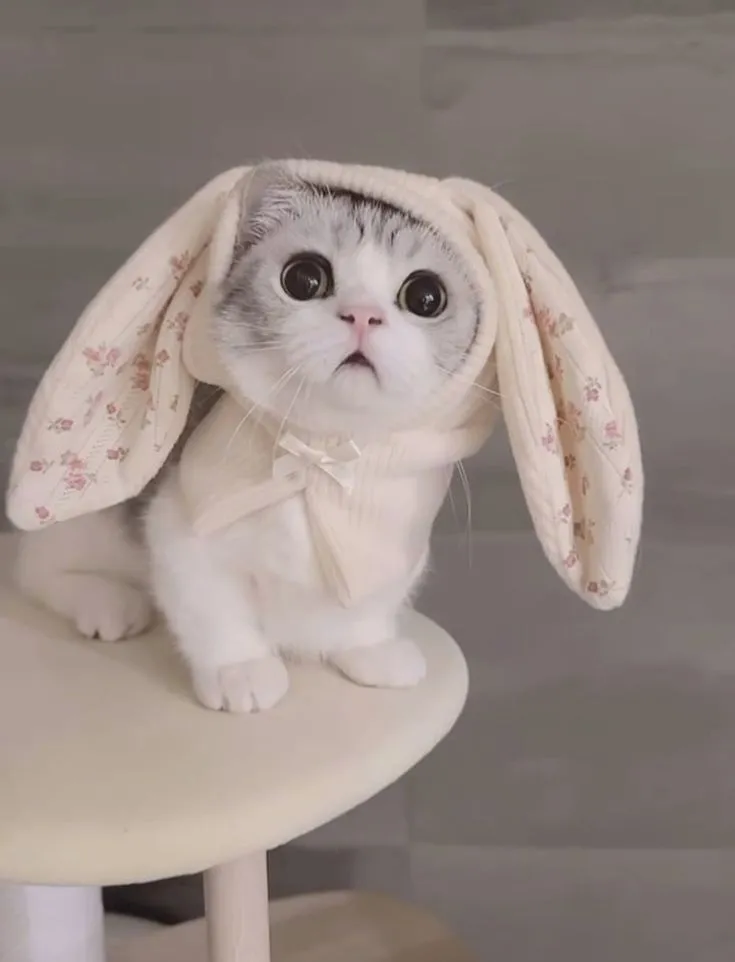 Bộ sưu tập meme mèo đỉnh cao dành riêng cho hội yêu mèo