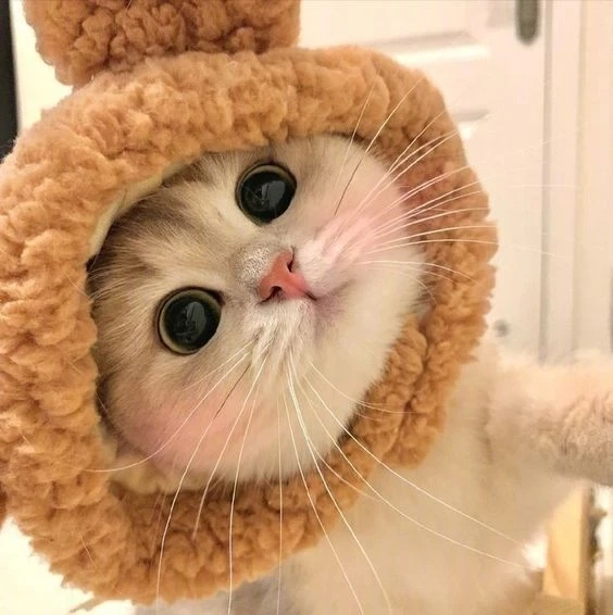 Avatar cá sấu cute thể hiện sự đáng yêu và vui nhộn tuyệt vời