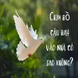 Giải mã chim bồ câu bay vào nhà có sao không và ý nghĩa