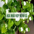 Hoa nhài hợp mệnh gì? Bí quyết chọn cây phong thủy