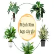 Mệnh Kim hợp cây gì để thu hút tài lộc và may mắn?