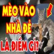 Mèo vào nhà đẻ có sao không theo quan niệm dân gian xưa