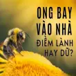 Ong bay vào nhà có điềm gì và ý nghĩa tốt xấu ra sao?
