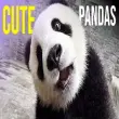 Ảnh gấu trúc meme đáng yêu giúp troll bạn bè cực vui
