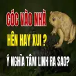Cóc vào nhà có sao không? Điềm lành hay dữ mà bạn cần biết