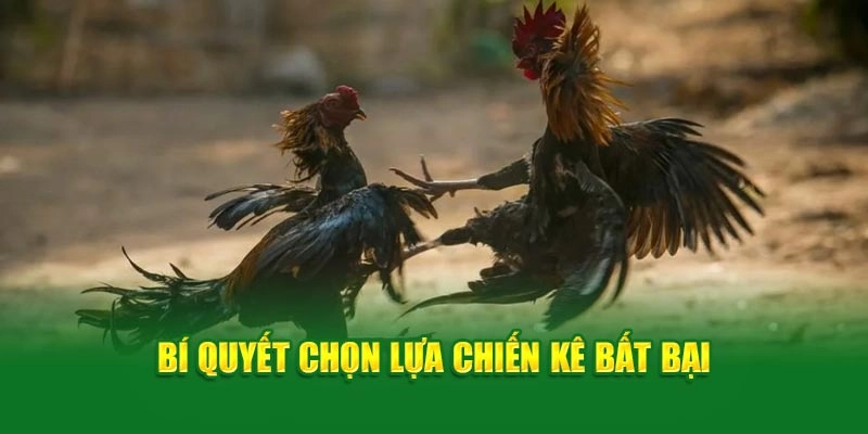 Bí quyết chọn lựa chiến kê bất bại