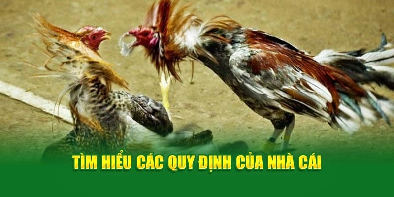 Tìm hiểu các quy định của nhà cái