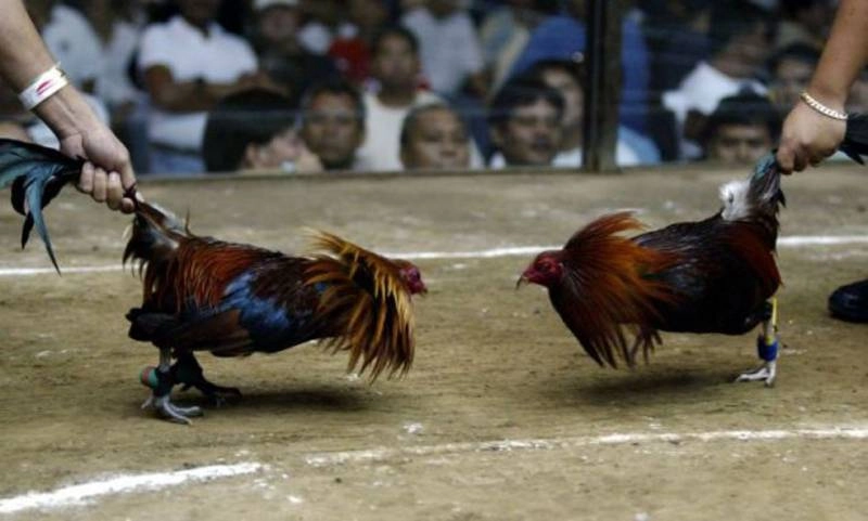 Sức hút mãnh liệt từ đá gà cựa sắt 12bet