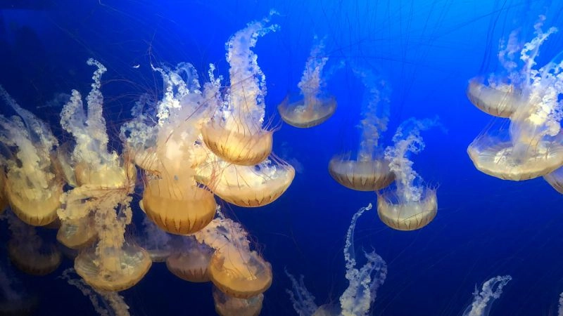 Cảnh biển đẹp làm hình nền tươi sáng