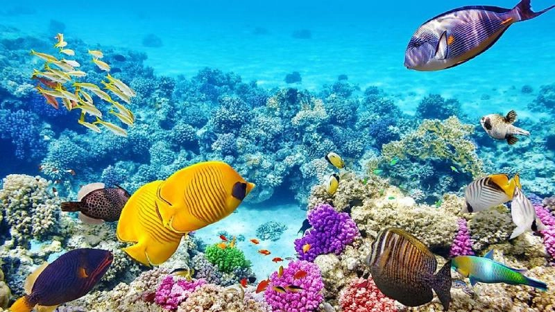 Hình nền biển full HD sống động