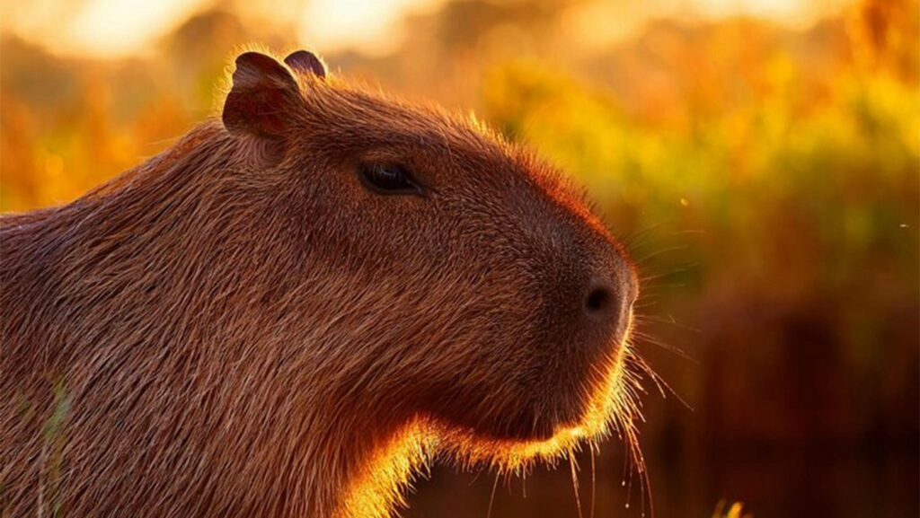 Hình nền hình Capybara đầy cảm hứng