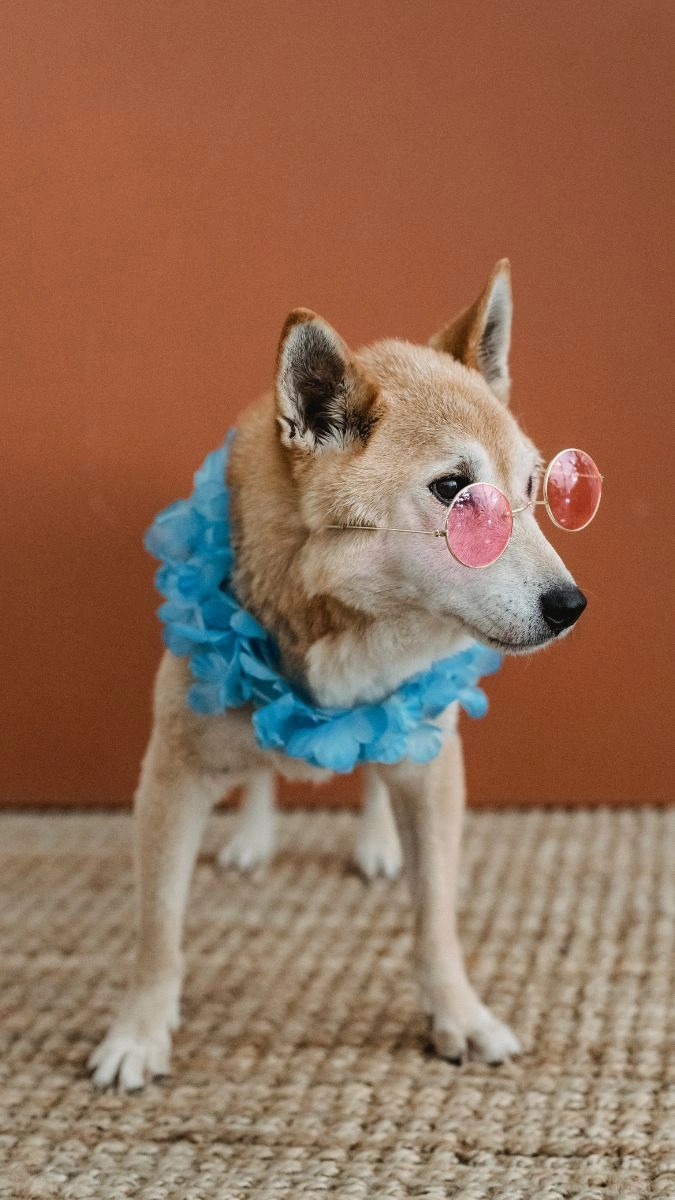 Hình nền chó shiba meme hài hước giải trí mỗi ngày