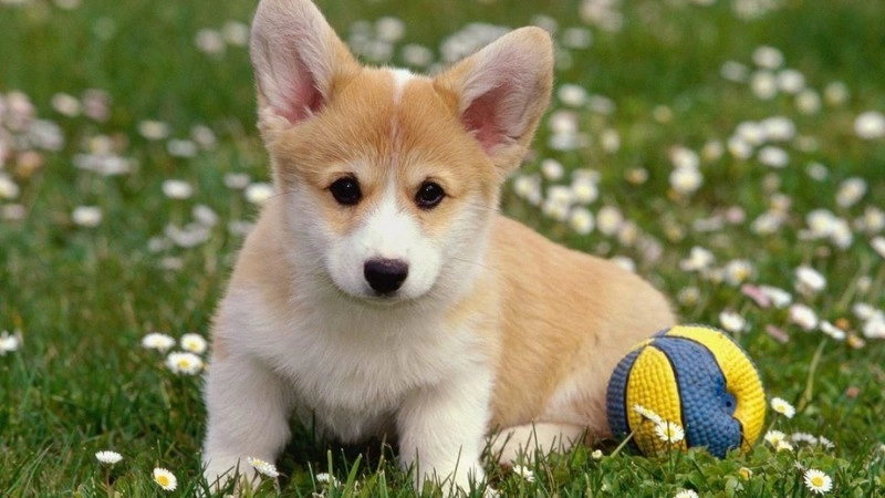 Hình nền máy tính con chó cute dễ thương
