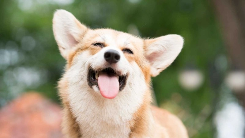 Hình nền con chó hài hước vui nhộn
