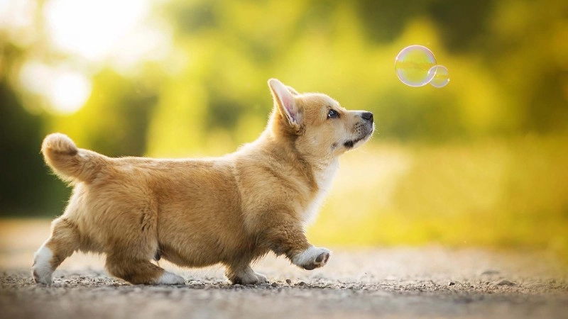 Hình nền cute chó con đáng yêu ngọt ngào