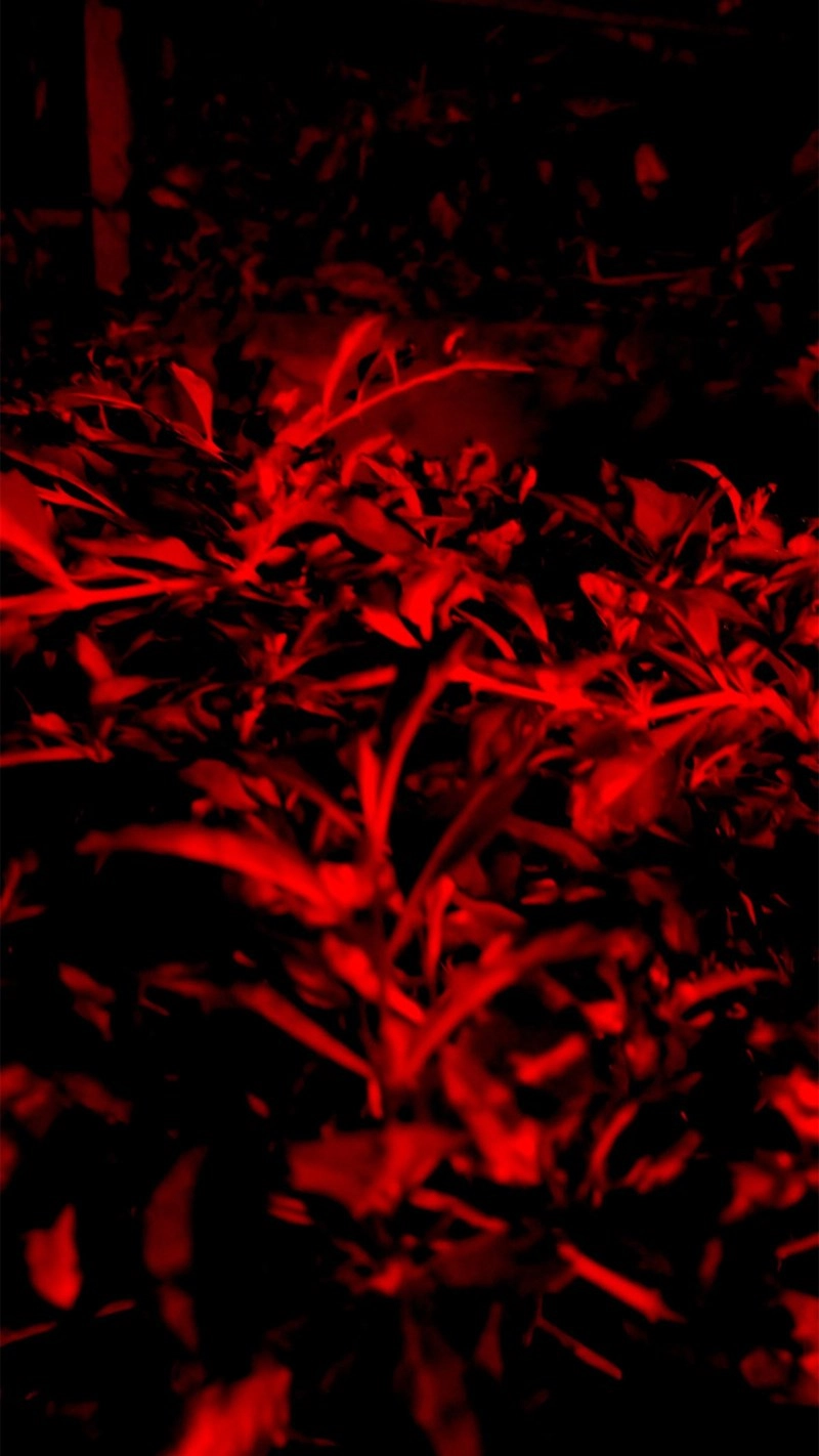 Hình nền hoa màu đỏ quyến rũ đến nao lòng