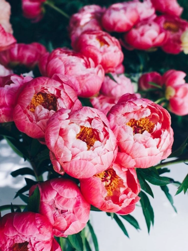 Hoa mẫu đơn đỏ làm hình nền tuyệt mỹ nhất