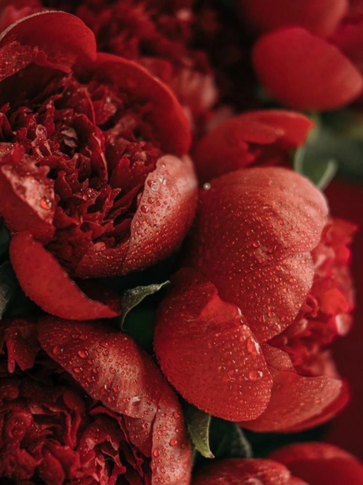 Hoa mẫu đơn đỏ hình nền điện thoại rực rỡ