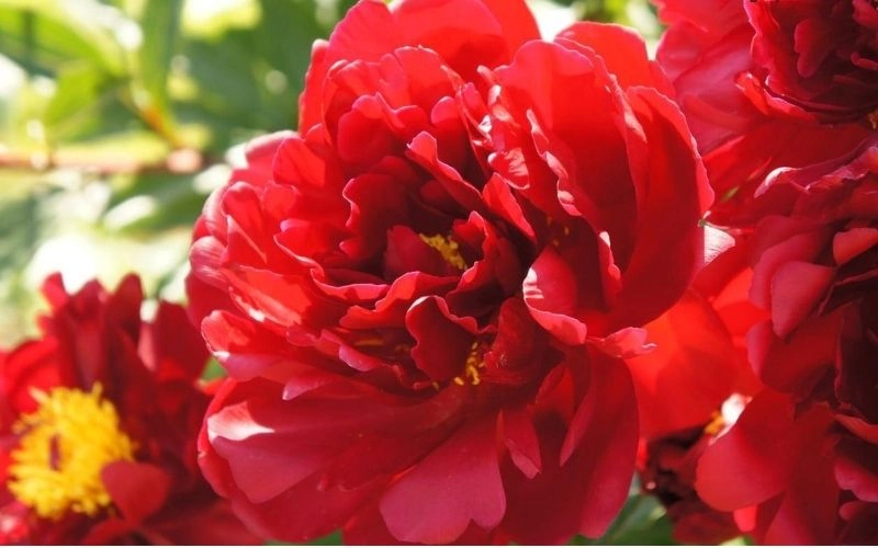 Hình nền mẫu đơn đỏ sang trọng và thanh lịch vượt thời gian