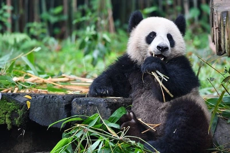 Hình nền máy tính gấu cute sinh động