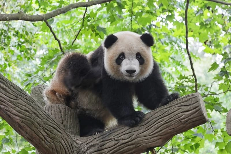 Hình nền gấu cute ngộ nghĩnh ấn tượng
