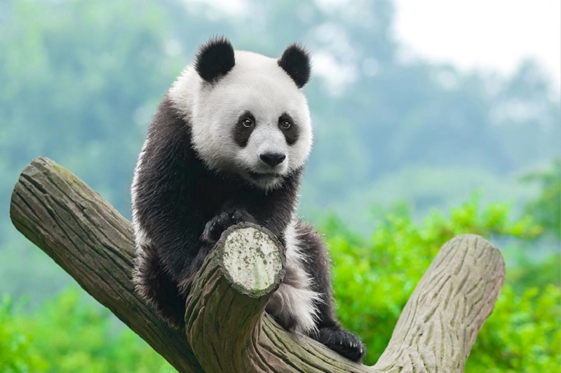 Hình nền con gấu thân thiện gần gũi