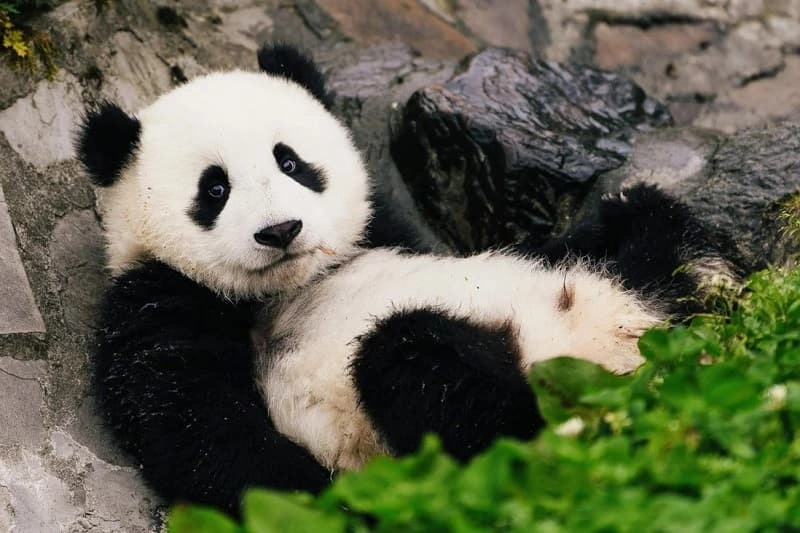 Hình nền cute gấu dễ thương mọi lúc