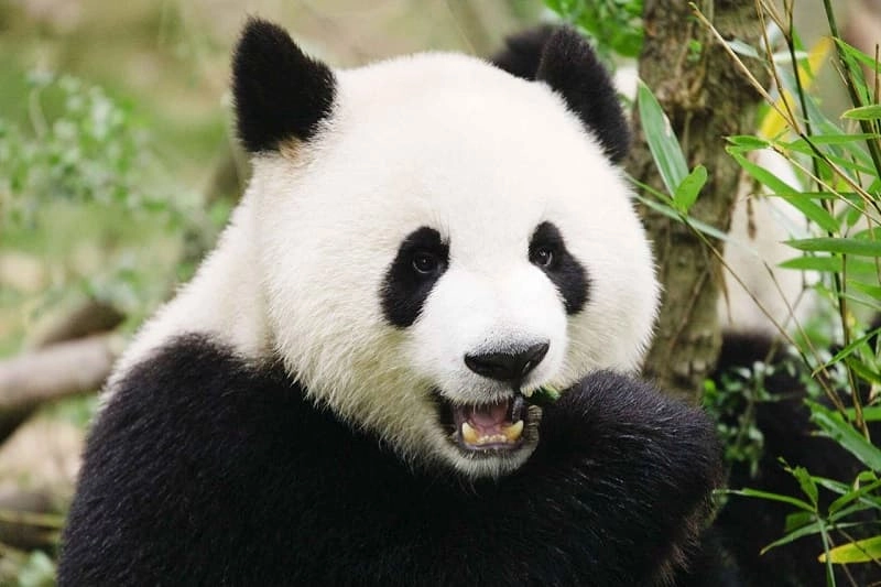 Hình nền máy tính gấu trúc nổi bật