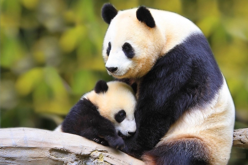 Ảnh nền gấu trúc chân thực sinh động