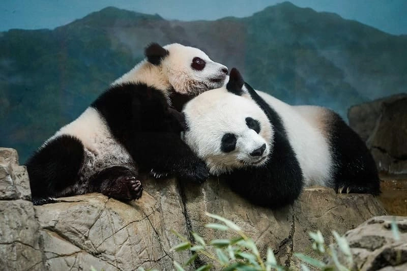Gấu trúc hình nền mềm mại ngọt ngào
