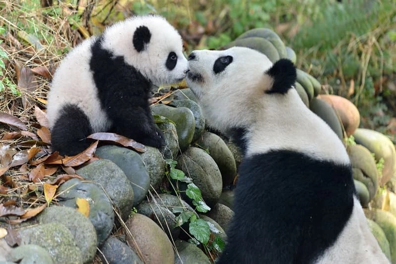 Hình nền gấu trúc sinh động tươi vui