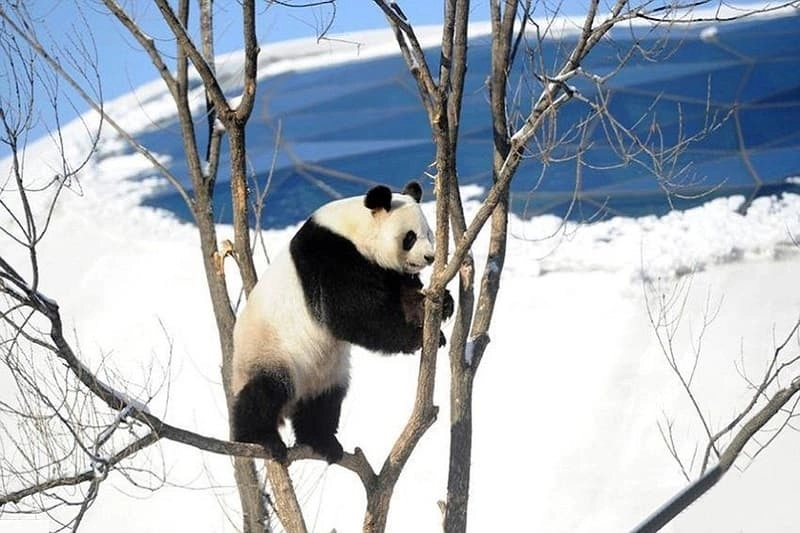 Hình nền đẹp cute gấu trúc ấn tượng