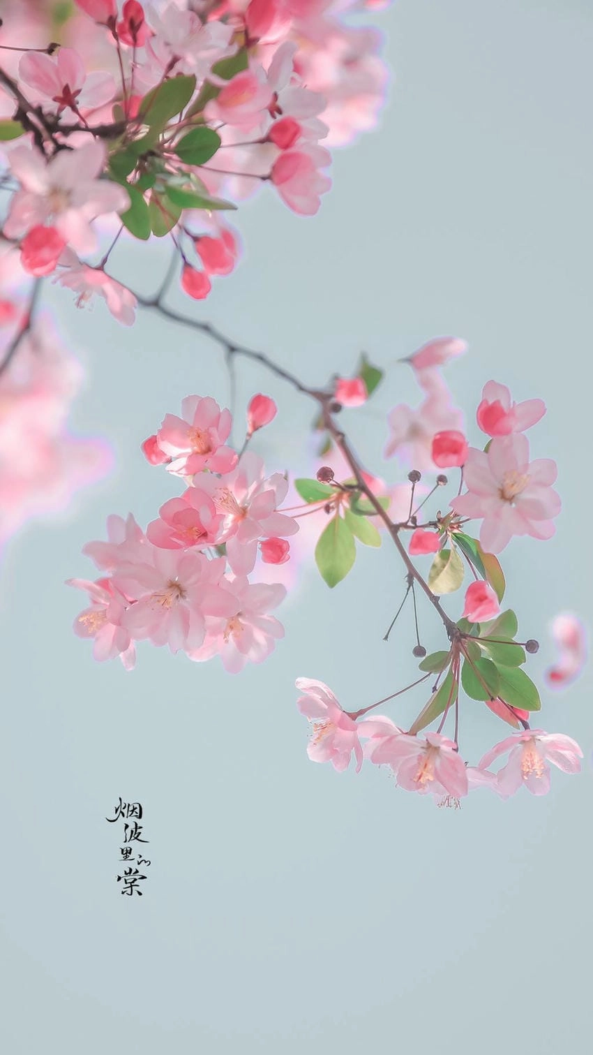 Hình nền hoa đào đẹp làm sáng không gian