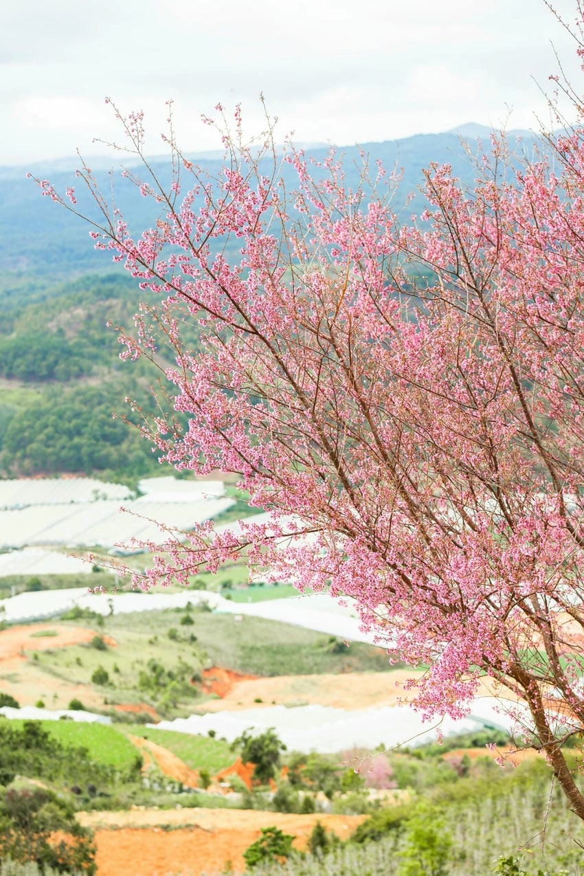Hình nền hoa đào anime mang chất thơ