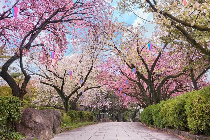 Hình nền hoa anh đào nhẹ nhàng thư giãn
