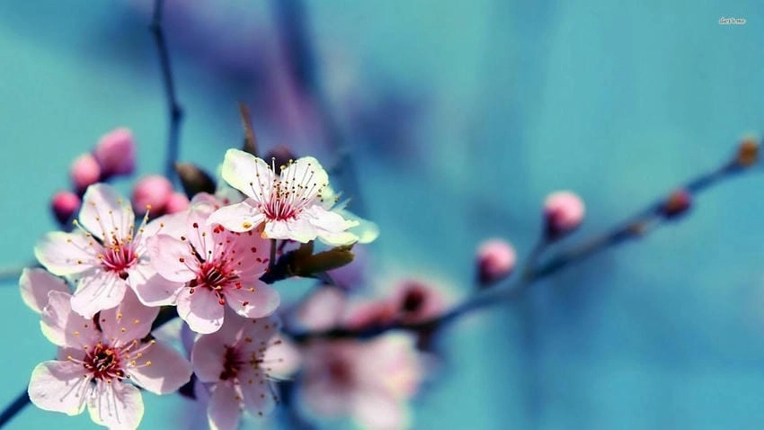 Hình nền máy tính 4K hoa anh đào sắc nét