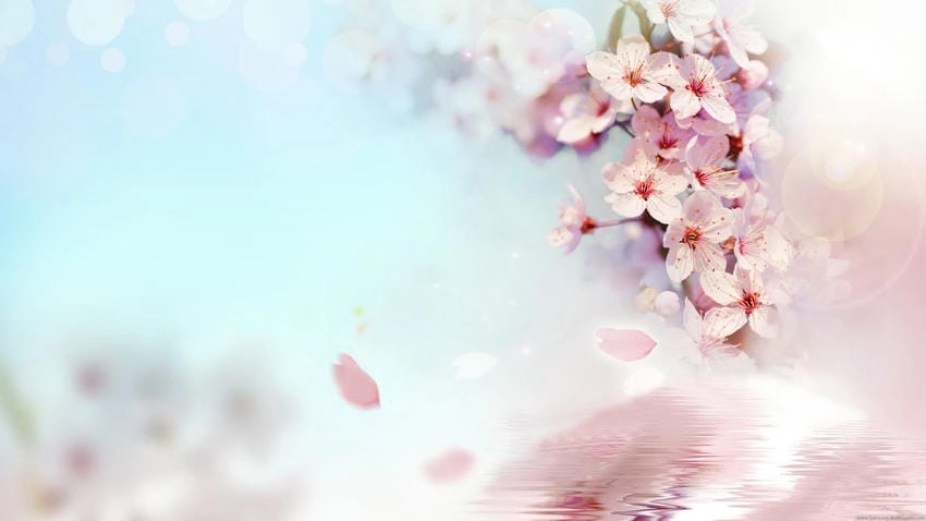 Ảnh nền hoa anh đào rực rỡ sắc hồng