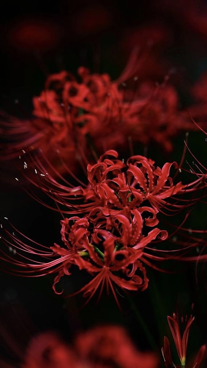 Hình nền điện thoại hoa bỉ ngạn đẹp mê ly