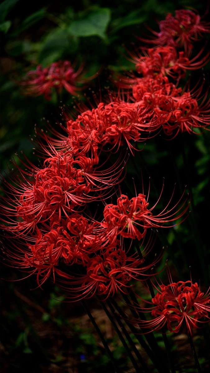 Hình nền iPhone hoa bỉ ngạn đầy mê hoặc