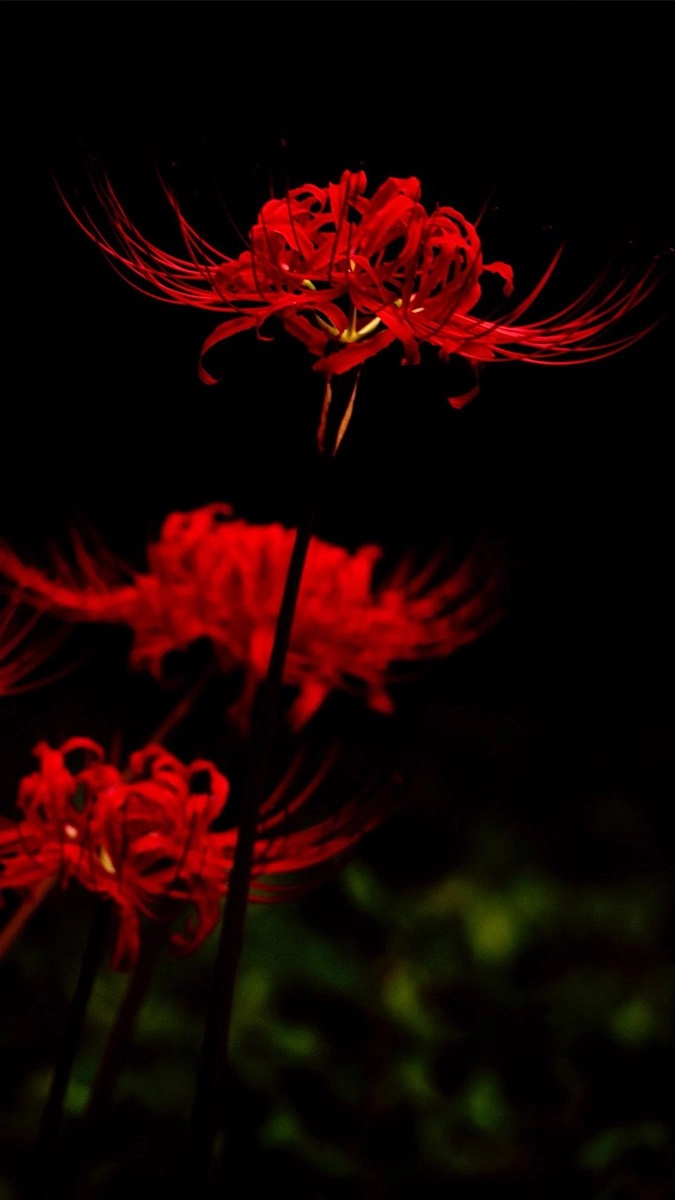 Hình nền hoa bỉ ngạn 3d nổi bật màn hình