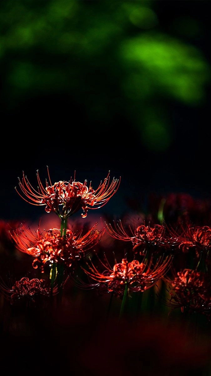 Hình nền đẹp hoa bỉ ngạn làm say đắm tim