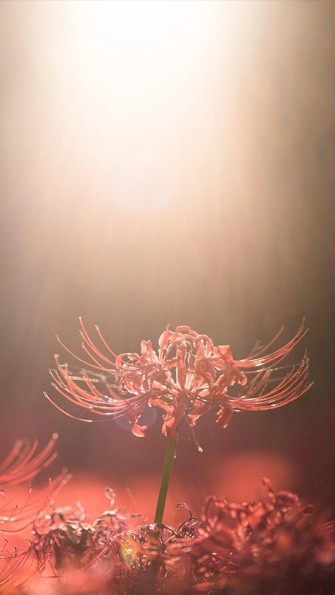 Tải hình nền hoa bỉ ngạn siêu đẹp miễn phí