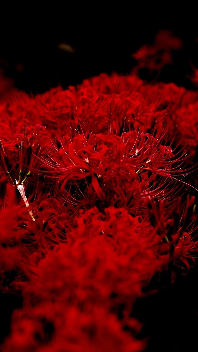 Nền hoa bỉ ngạn đỏ thắm giữa màn đêm