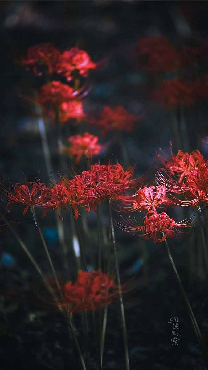 Ảnh hoa bỉ ngạn làm hình nền cực thu hút