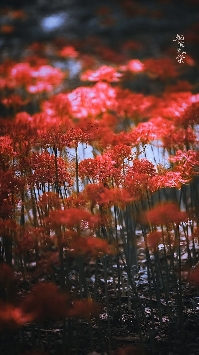 Ảnh nền hoa bỉ ngạn cho điện thoại cực chill