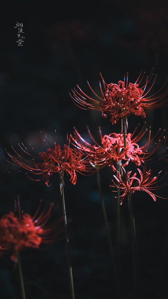 Ảnh bỉ ngạn hoa đỏ rực đẹp như tranh vẽ