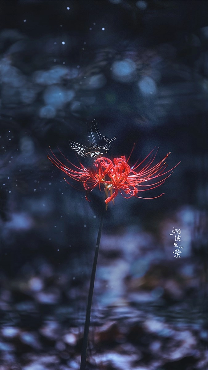 Hoa bỉ ngạn đỏ cháy bỏng đầy bí ẩn