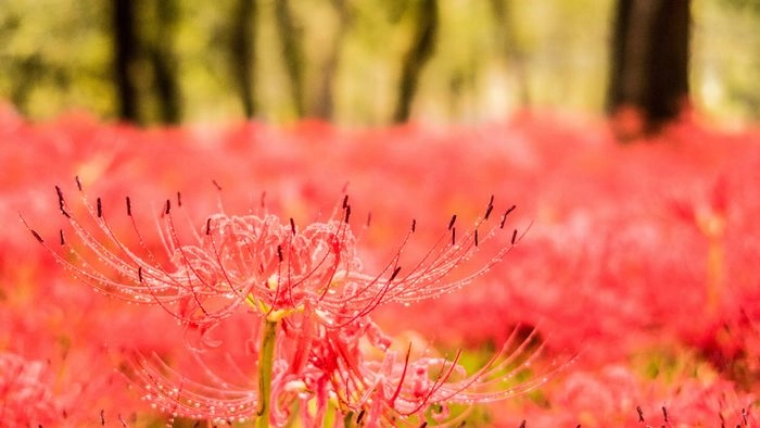 Hoa bỉ ngạn làm hình nền đẹp mê hồn luôn