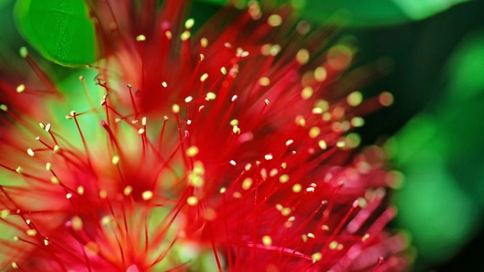 Hình nền bỉ ngạn hoa mang sắc u buồn