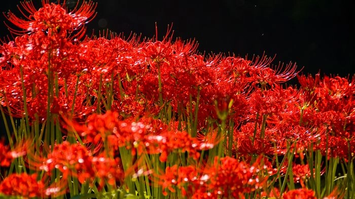 Hình ảnh hoa bỉ ngạn anime đẹp đầy cuốn hút